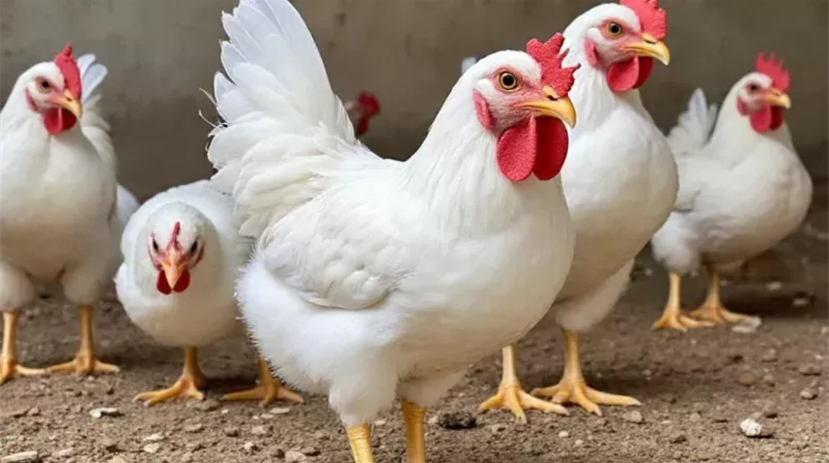 2828244686589202605250937353735_2828_151704 (1)